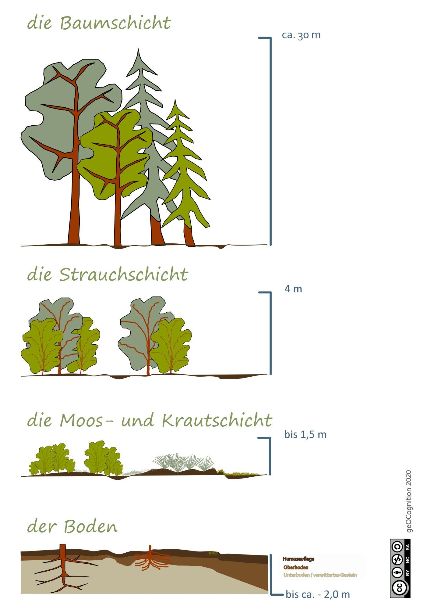 Stockwerkmodell des Waldes  